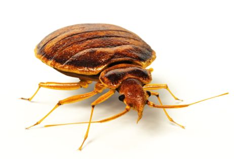 Bed Bugs in Schools? The Creepy Truth Bed Bugs in Schools? The Creepy Truth