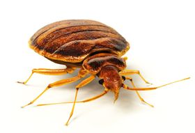 Bed Bugs in Schools? The Creepy Truth